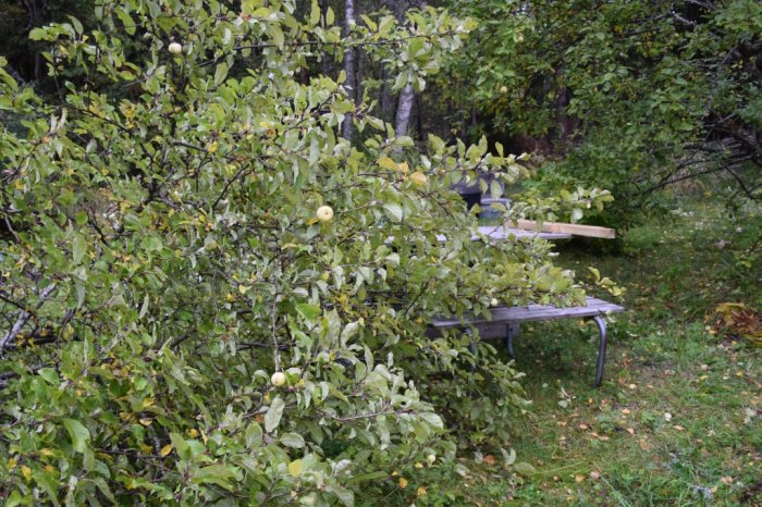 Äppelträd med beskurna grenar på marken bredvid en trädgårdsbänk i en lummig trädgård.