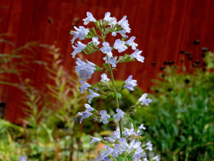 DSC007120001.JPG