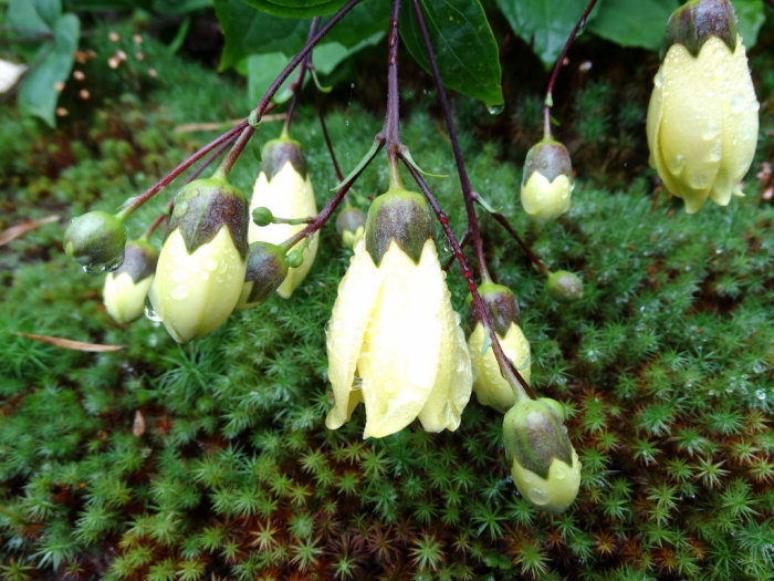 DSC007250001.JPG