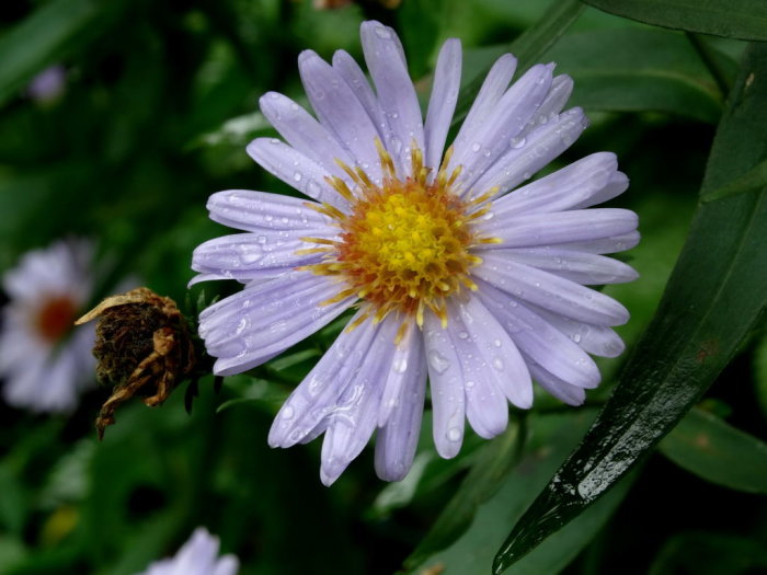 DSC007480001.JPG