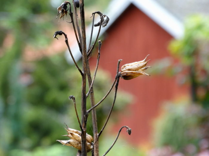 Närbild på mogna frön av Clematis i höst med suddig röd stuga i bakgrunden.