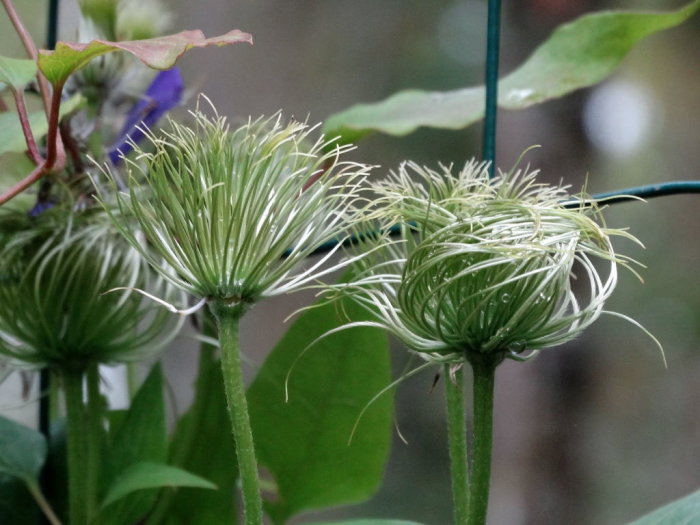Närbild på mogna frön av Clematis, med grön strukturerad boll och vita fjuniga hår redo att spridas.