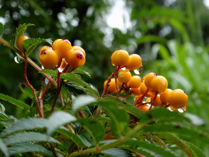 Gula rönnbär på gren med vattendroppar, Sorbus aucuparia 'Autumn Spire'.
