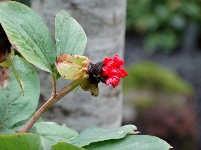 Röda frön av Sorbus ulleungensis mot suddig bakgrund, med fuktiga gröna blad.
