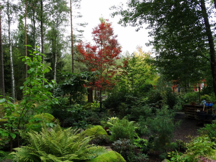 Trädgård på hösten med röd Sorbus ulleungensis, gröna växter och skog i bakgrunden.