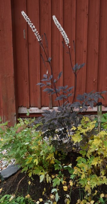 Blommor dok.JPG