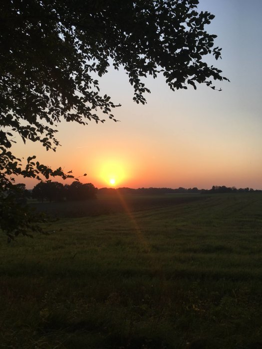 Solnedgång över ett fält med trädgrenar i förgrunden, tagen 24 september 2017.