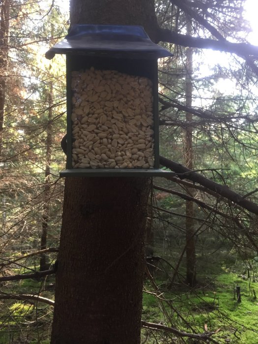 Foderstation full med solrosfrön uppsatt på ett träd i en skog.