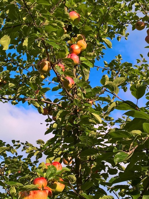 Mogen frukt på ett äppelträd mot en klarblå himmel, trotsar hösten.