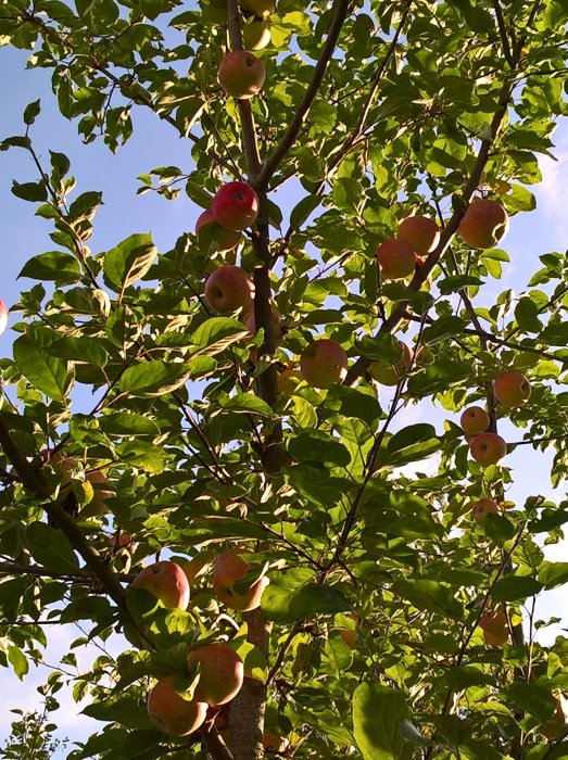 Äppelträd fyllt med mogna rödgula äpplen mot en klarblå himmel.