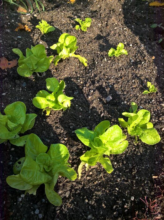 Plocksallad som börjar växa i en trädgårdsland med mörk jord trots att hösten kommit.
