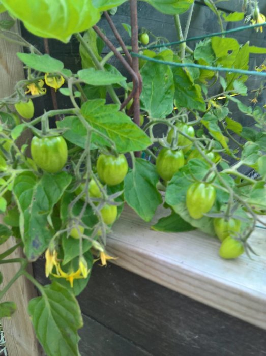 Odlade gröna tomater som växer på en planta med gula blommor i en trädgård.