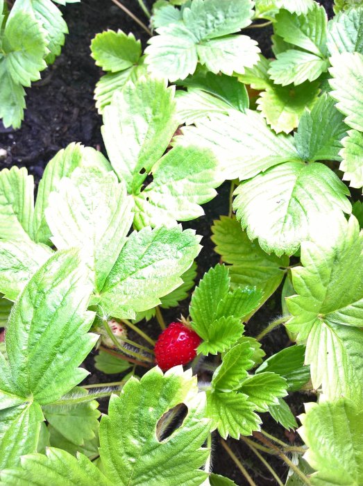 Mogen smultronfrukt bland gröna blad trotsar hösten i trädgården.