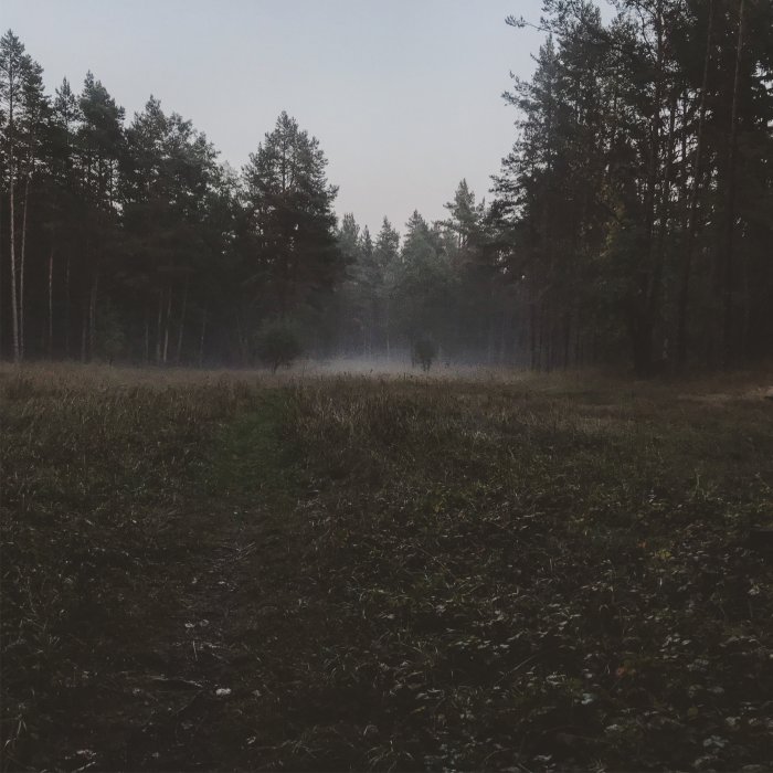 Skogsglänta med fallna löv och lätt dimma bland träden under skymningen.