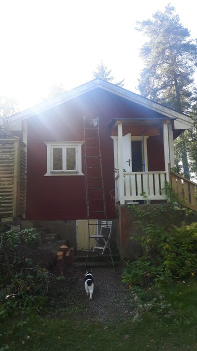 Rödmålad vägg på hus med stege för målningsarbete, igensatt dörr och trädgård med katt.