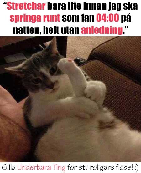 Katt som sträcker sig med text som skämtsamt beskriver att katten springer runt nattetid.