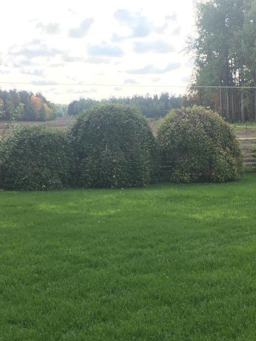 Tätt gröna buskar på en välskött gräsmatta med träd och himmel i bakgrunden.