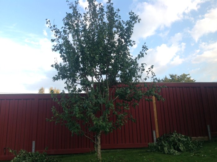 Träd med ojämnt beskurna grenar framför röd staket, nedklippta grenar ligger på marken.