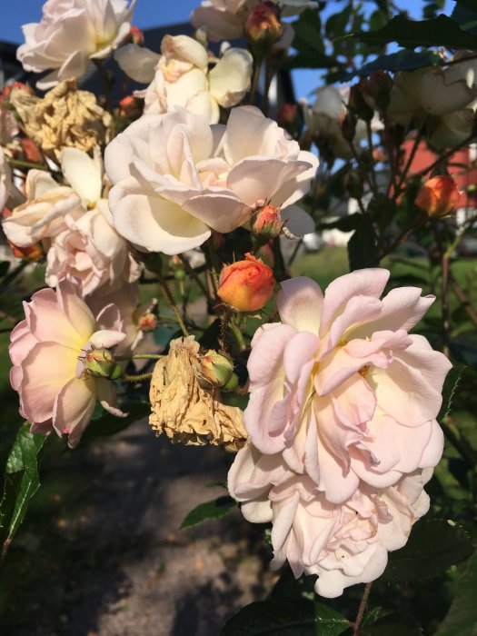 Blommande klätterros med en blandning av rosa knoppar och utslagna blommor samt vissnade kronblad.