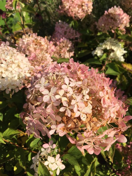 Höstig vipphortensia med rosa och vittonade blommor och gröna blad i solljus.