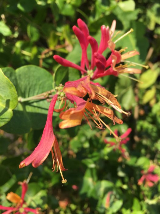 Närbild av blommande kaprifol med röda och oranga kronblad i en trädgård.