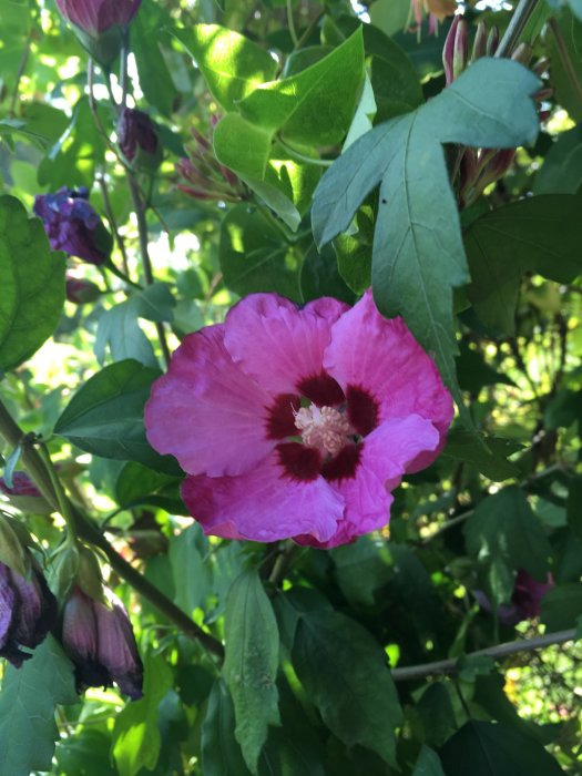 Närplan av en blommande rosa hibiskus med mörkt öga omgiven av gröna blad och knoppar i solljus.
