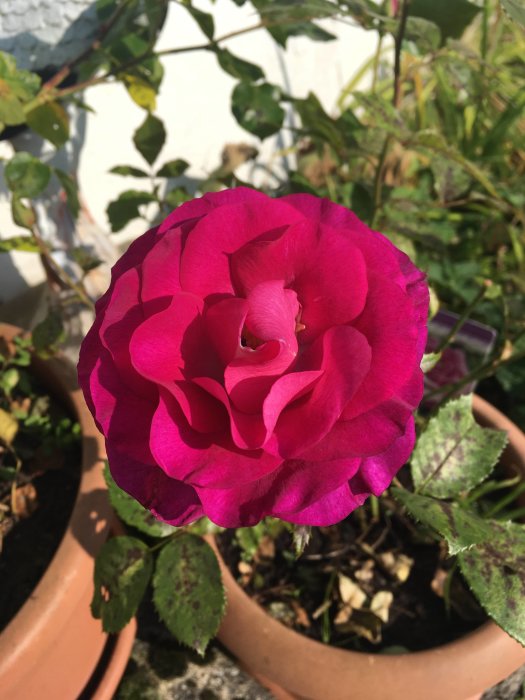 Närbild av en blommande rosa ros i kruka med suddig bakgrund.