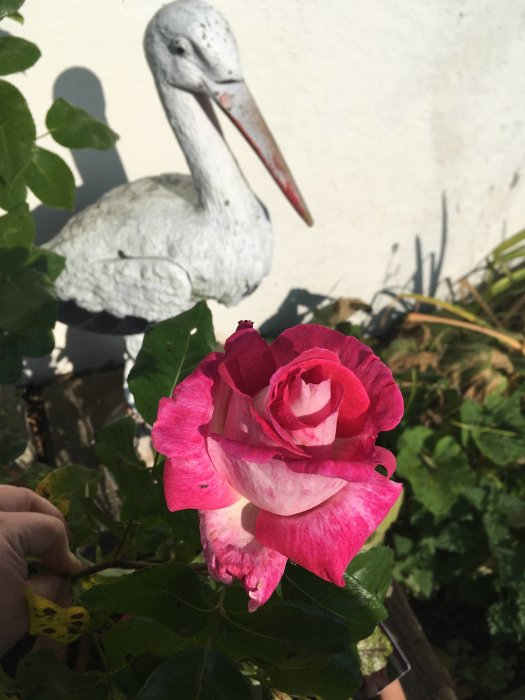 Närbild på en rosa blommande ros med en vit storkskulptur i bakgrunden.