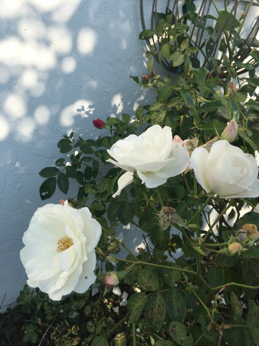 Vit klätterros i blom med knoppar och blad mot en grå vägg med solens skuggspel.
