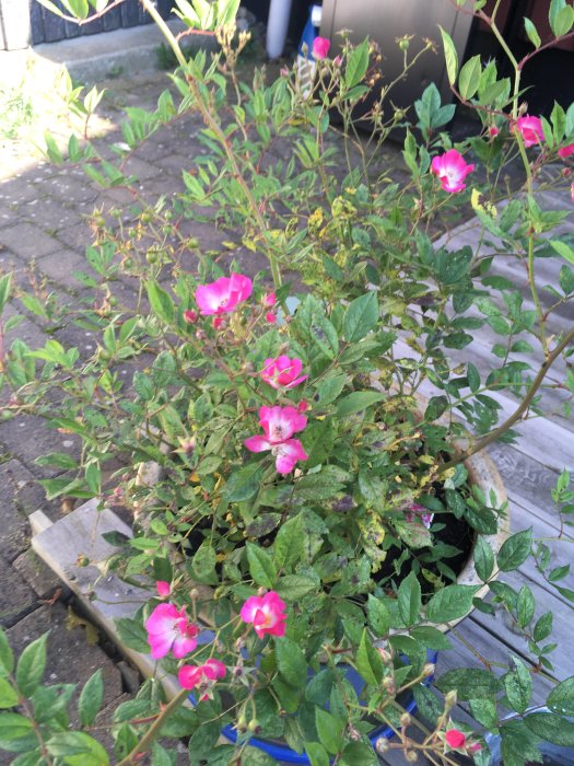 Rosa klätterros i kruka med blommande och knoppande blommor mot stenlagd mark.