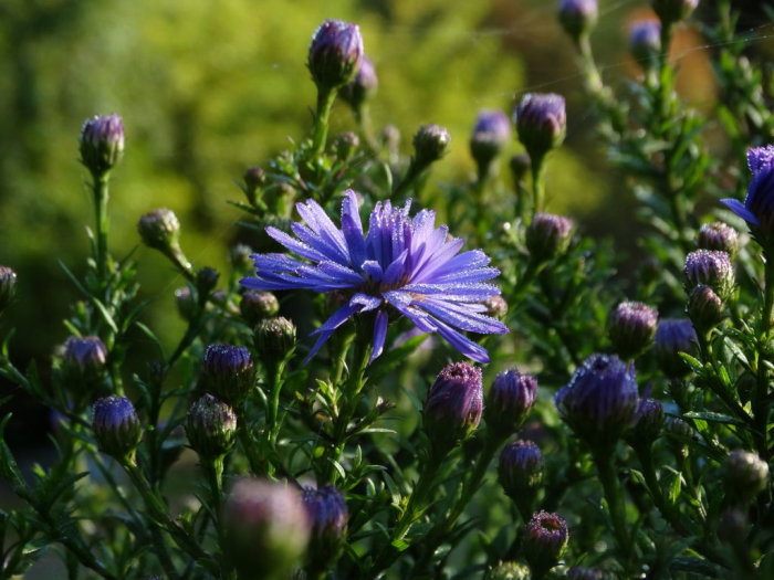 Blå höstaster med daggdroppar på blommor och knoppar, grönt lövverk i bakgrunden