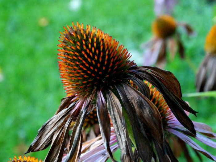 Vissnad röd rudbeckia 'Magnus' med färgstarkt, orangerött centrum och överblommade kronblad.