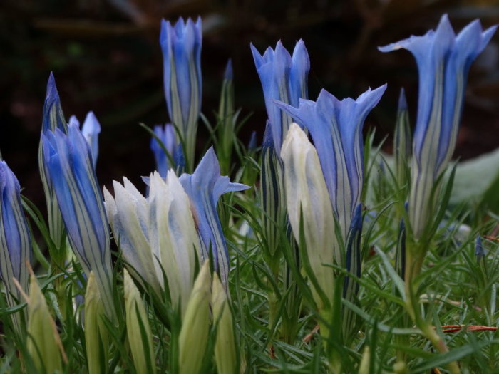 Blå och vita blommande höstgentianor med grön bladväxt i en trädgård.
