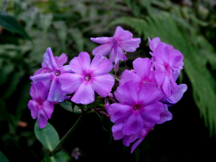 Lila höstfloxblommor i förgrunden med suddig grönska i bakgrunden.