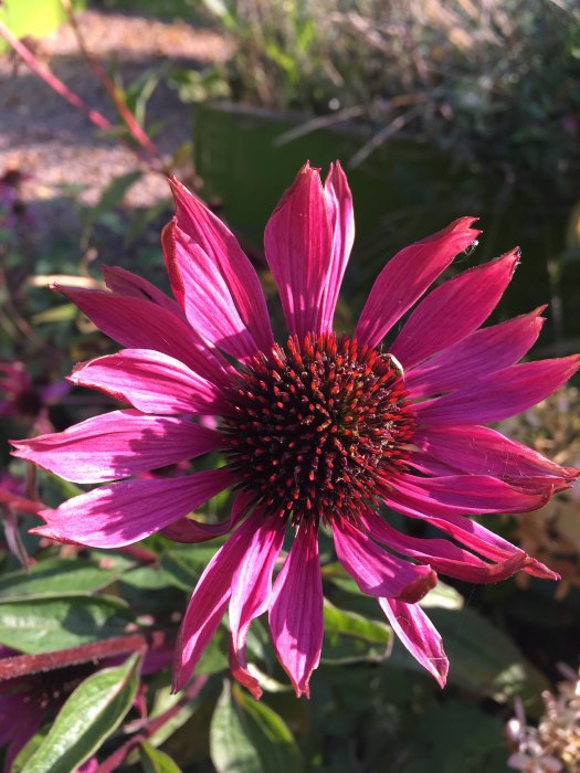 En blomstrande rosa 'Magnus' i närbild med mörkt centrum och ljus bakgrund.
