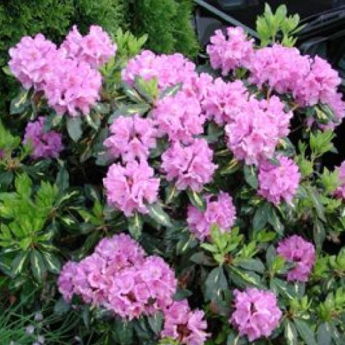 Ljusrosa blommor på en rhododendronbuske mot en suddig bakgrund av gröna blad och växter.