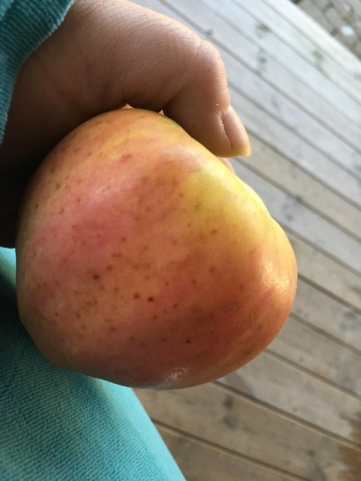 Hand håller ett mogen äpple med höstfärger framför trätrall.