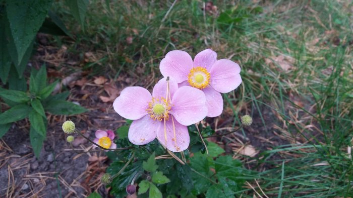 Rosa blommor med gula mitten och vattendroppar på bladen, mot en bakgrund av grön växtlighet och löv.