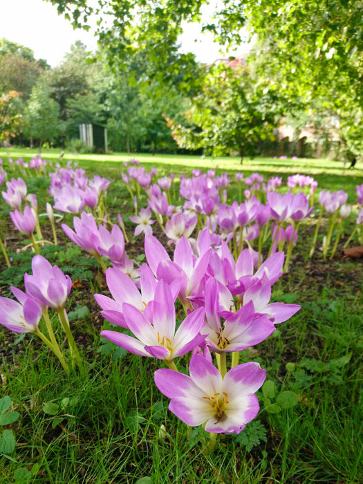 En samling blommande lila krokusar med grönt gräs i en botanisk trädgård i Lund under tidig höst.