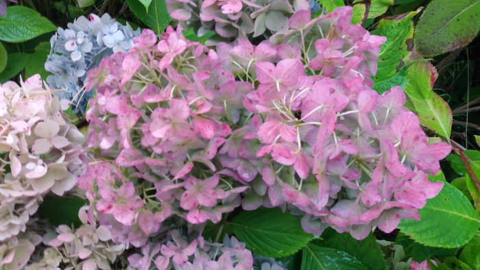 Närbild av rosa och blå hortensiablommor med gröna blad.