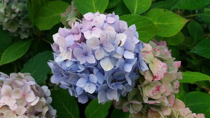 Blå och rosa hortensiablommor med gröna blad i bakgrunden.