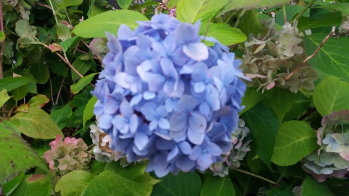 Blå Hortensia med några benvita blommor i bakgrunden omgiven av gröna blad.