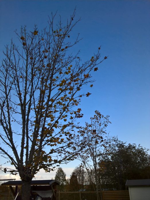 Lövträd med kvarvarande höstlöv mot klarblå himmel, antydan till höst utan regn och rusk.