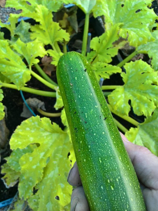 Hand som håller en mogen squash med gula squashblad i bakgrunden.