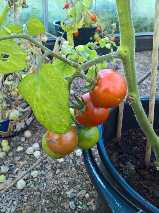 Mogna och omogna tomater på en planta i ett växthus.