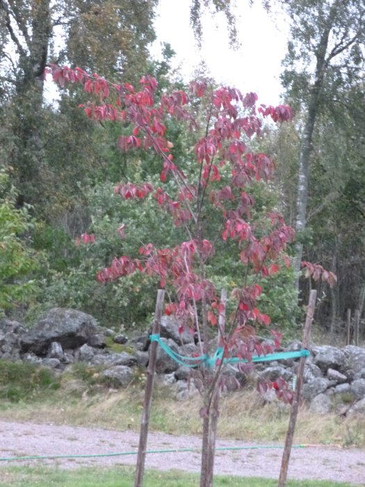 Ett ungt japanskt Bergskörsbärsträd med röda blad mot en grå himmel, stadgat med stöttor.
