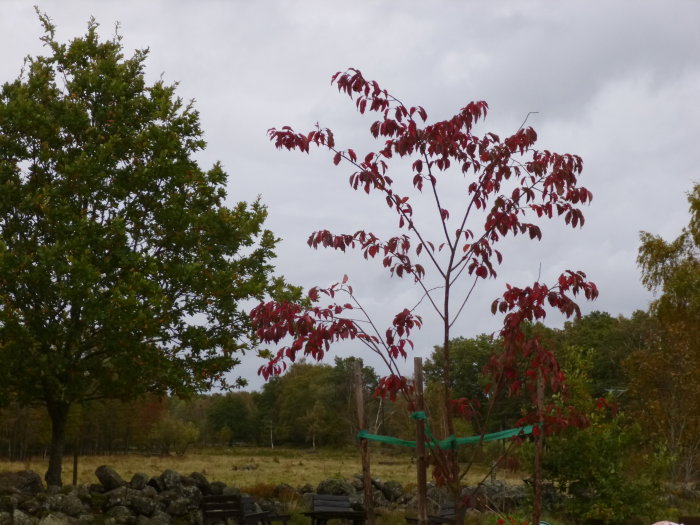 Japanskt Bergskörsbärsträd med röda blad mot grå himmel i regnigt landskap.