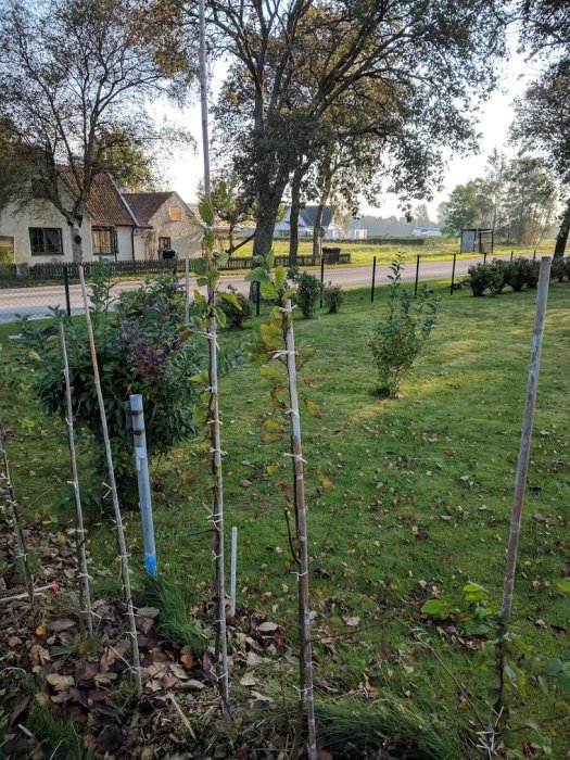 Rad med unga avenbokplantor bundna vid stödpinnar på en lummig gräsmatta med hus och träd i bakgrunden.