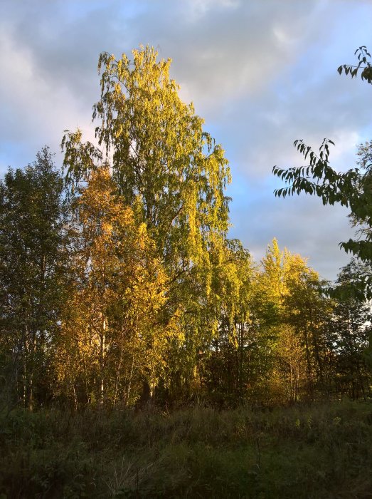 Skogsparti med höstfärgade löv på träd under molnig himmel.