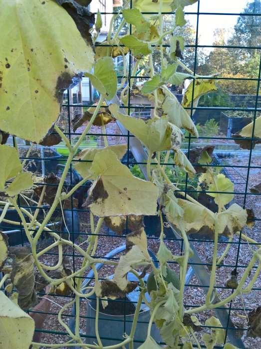 Vissnade plantor och blad på en stödnätstruktur med blick ut över en trädgård.